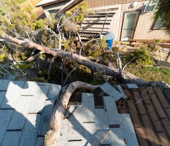 Fallen tree on house after monsoon